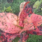 Кротон BERLIAN