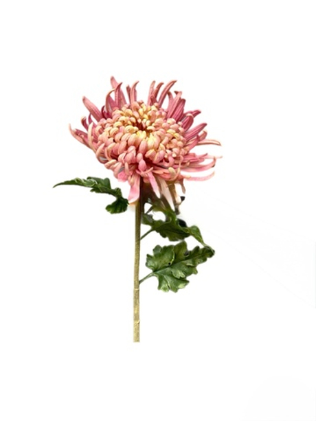 Хризантема Лебединая песня - Розовый