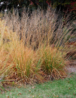 Молиния тростниковая "Skyracer". Molinia caerulea ssp. arundinacea "Skyracer".