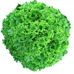 Пепон семена салата батавия (Vilmorin / Вильморин)