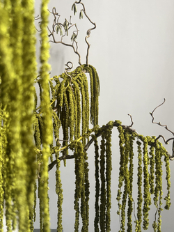 Амарант стабилизированный зеленый