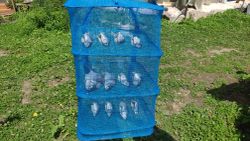 Сушилка универсальная для грибов, ягод, рыбы 40*40*55