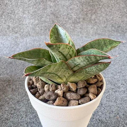 Сансевиерия VOODOO