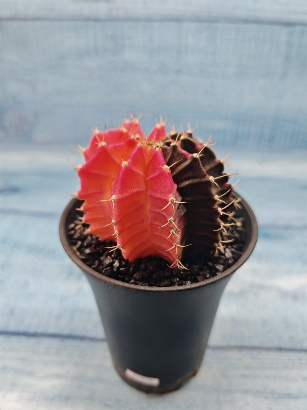 Gymnocalycium Variegata (Гимнокалициум Вариегатный)
