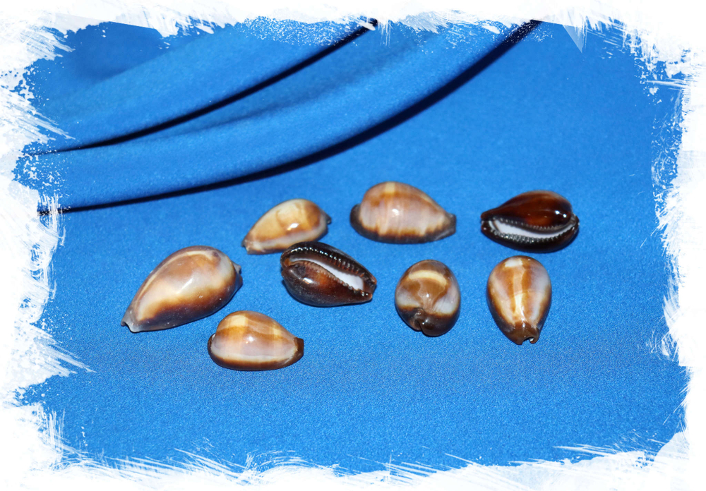 Ракушки Ципреи Оникс