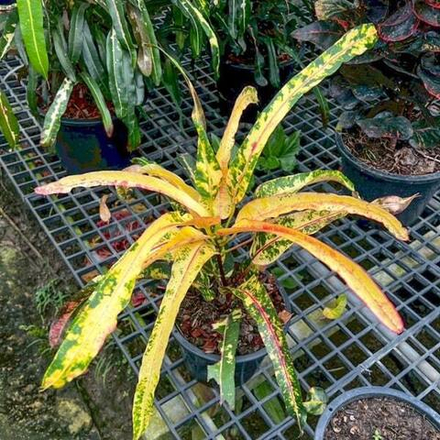 Кротон TOR THONG