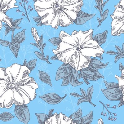 белые цветы петуньи на голубом фоне