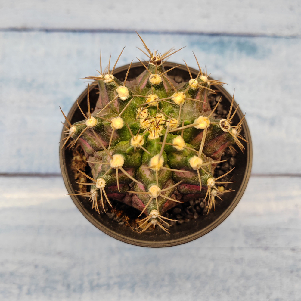 Gymnocalycium T-Rex Pink hybride (Гимнокалициум T-rex)
