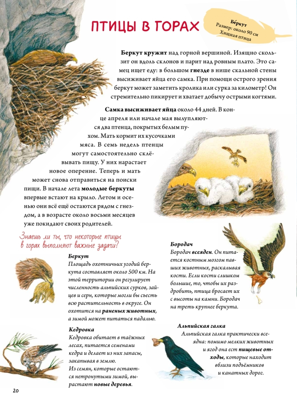 Книга о птицах. BIObook А. Толмачёва