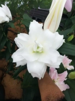 Лилия Анжела (махровая серия «Роузлили»)