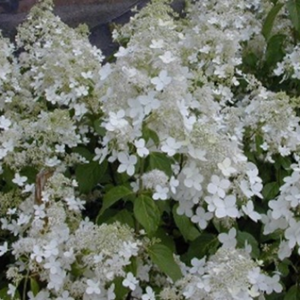 "Брюссельские Кружева" ("Brussels Lace", "White Lace") Метельчатая гортензия