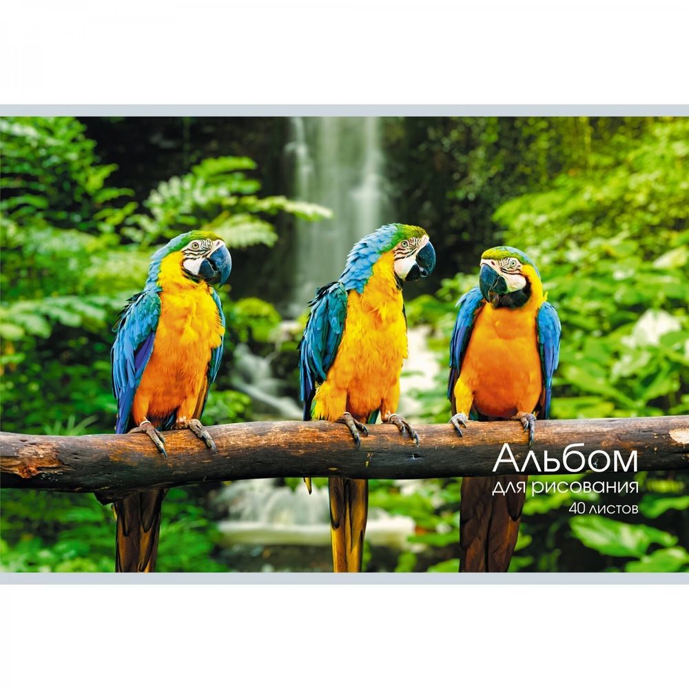 Альбом для рисования А4 40л., Канц-Эксмо, скрепка, мелованный картон, блок офсет, 110 г/м2,&quot;Попугаи&quot;