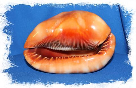 Ципрекассис, 14-16см, 1шт