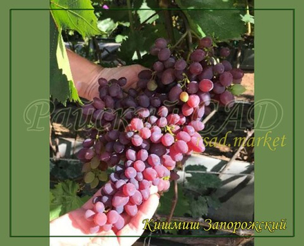 Виноград кишмиш Запорожский