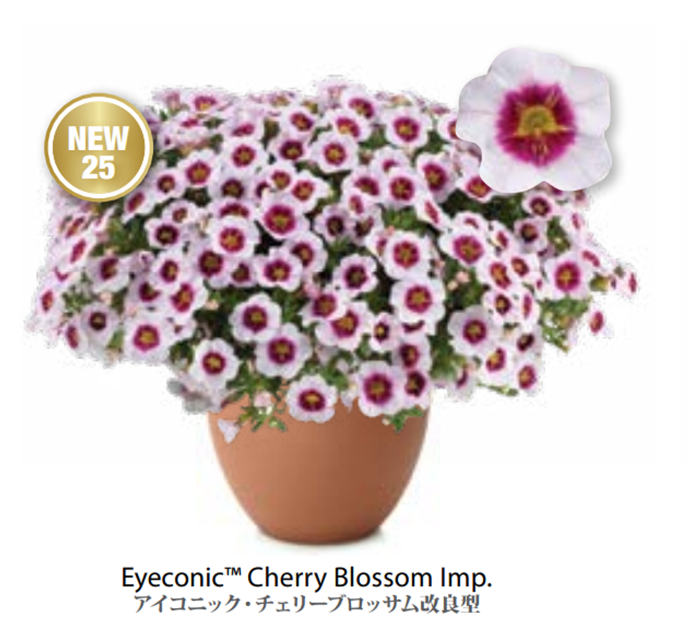 ЕВРО Calibrachoa Eyeconic Cherry Blossom укорененный черенок ноябрь