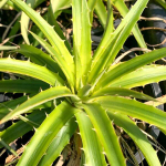 Дикия PALLAPHAT