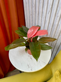 Филодендрон Пинк Конго, D11см Н35см, 1шт, Китай