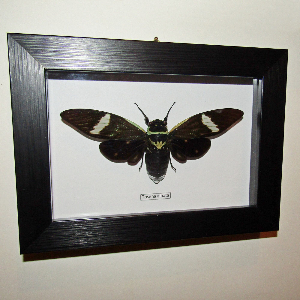 Цикада Tosena albata в рамке