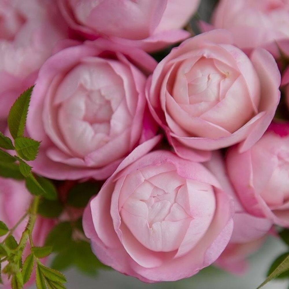 Стробери Макарон (Strawberry Macaron)