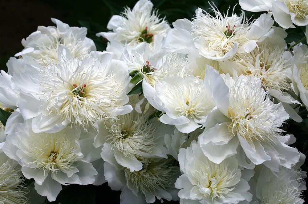 Пион Брайдс Дрим 3-5 почек Закупка М81 октябрь 2026