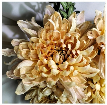 Крупноцветковая хризантема Алёнка Салмон   (отгрузка Август)
