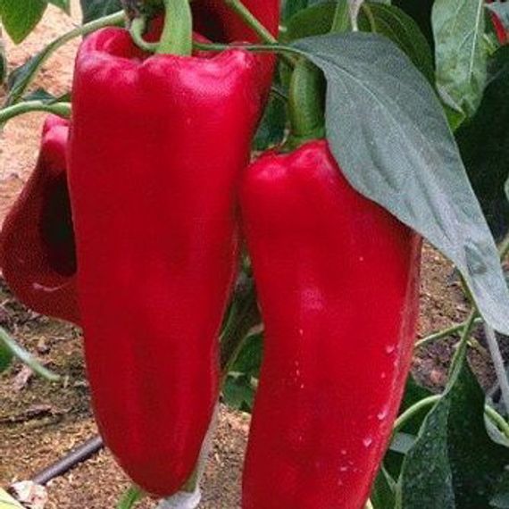 Каптур F1 семена перца сладкого (Seminis / ALEXAGRO) цена