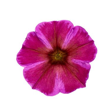32442 Петуния BEAUTICAL ROSE STAR