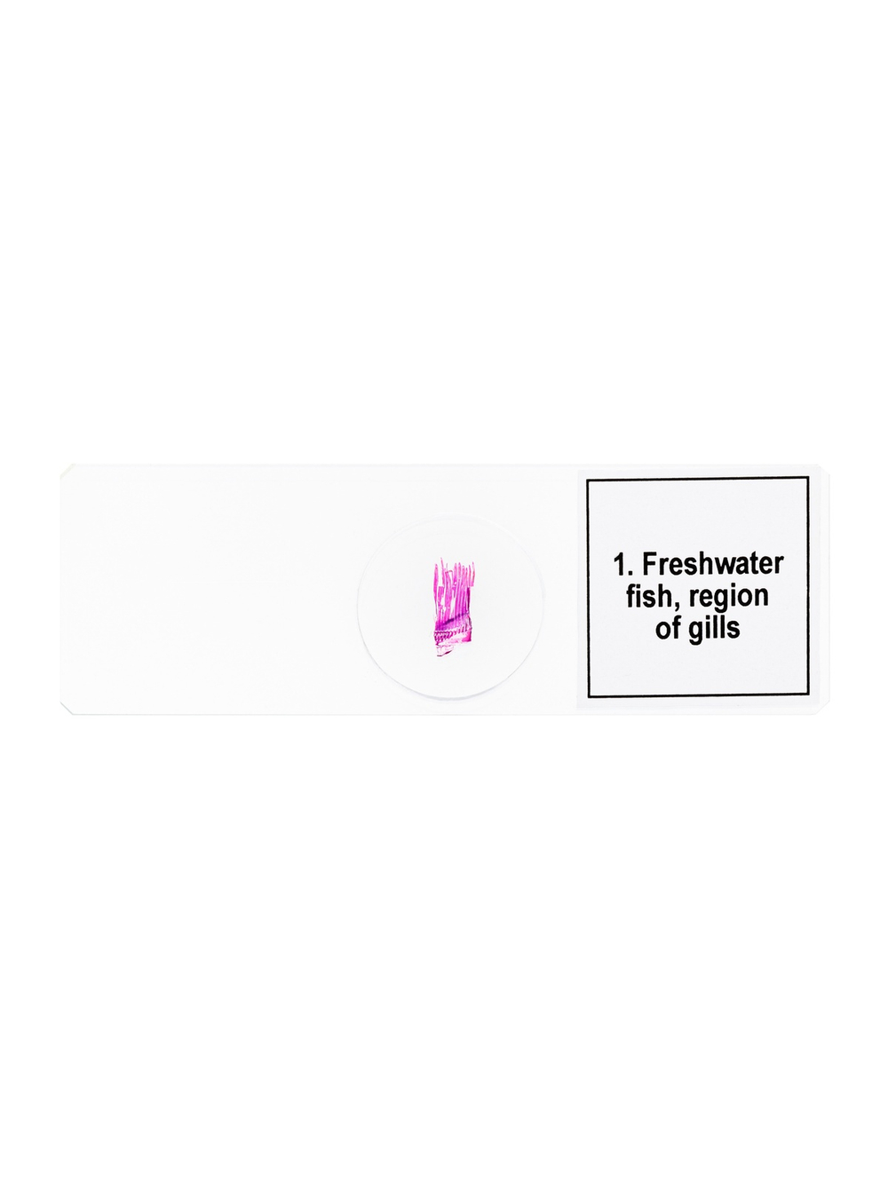 Набор микропрепаратов Levenhuk Discovery Prof DPS 5. «Амфибия»