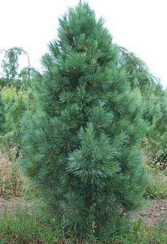 Сосна обыкновенная Фастигиата