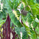 Колоказия WHITE LAVA