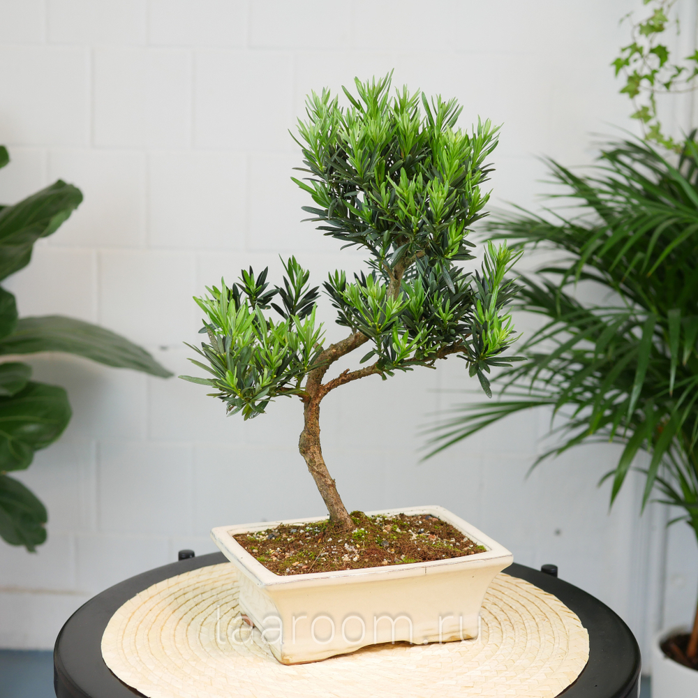 Бонсай Подокарпус 40см