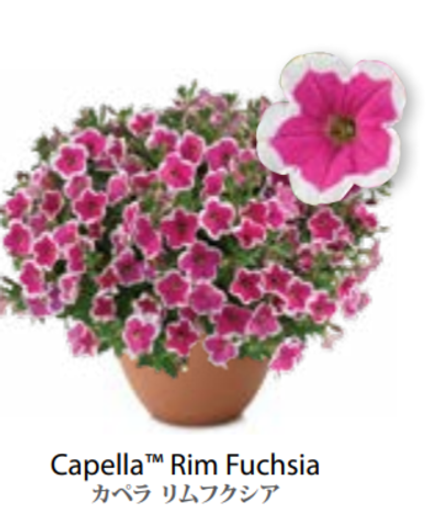 ЕВРО Petunia Capella Rim Fuchsia укорененный черенок середина декабря 25
