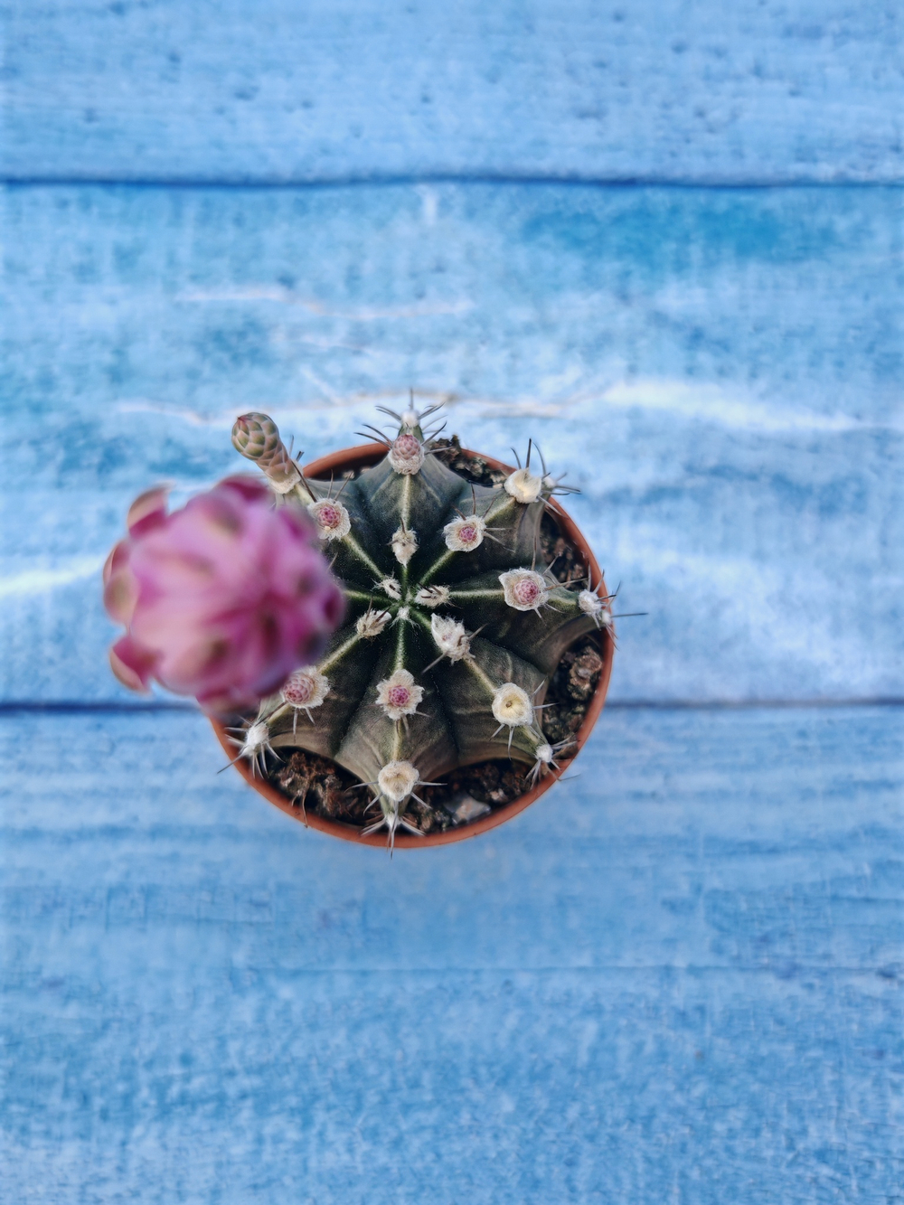 Gymnocalycium Friedrichii (Гимнокалициум)