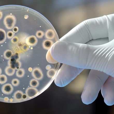 Грибковые инфекции