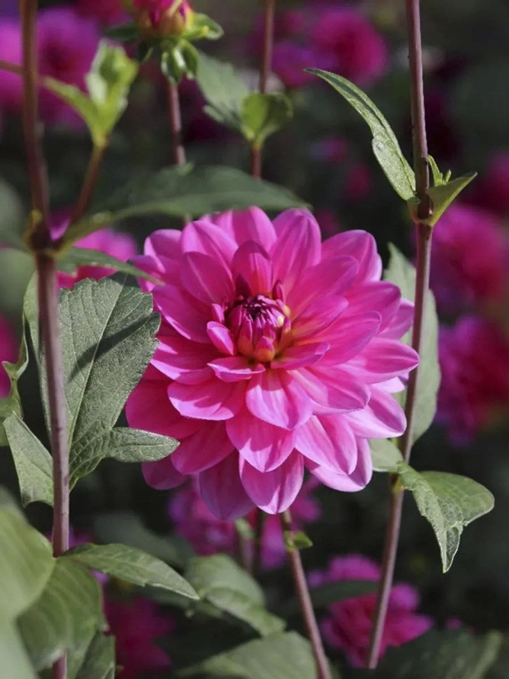 Георгин декоративный Онеста