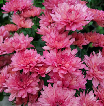 Хризантема шаровидная № 57