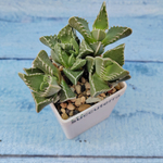 Faucaria Tigrina (Фаукария)