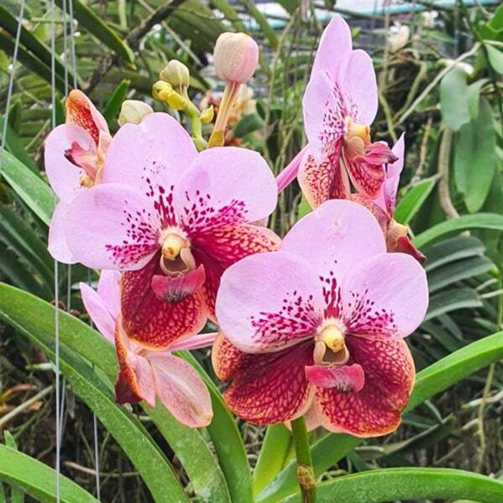 Ванда V RENU DELIGHT