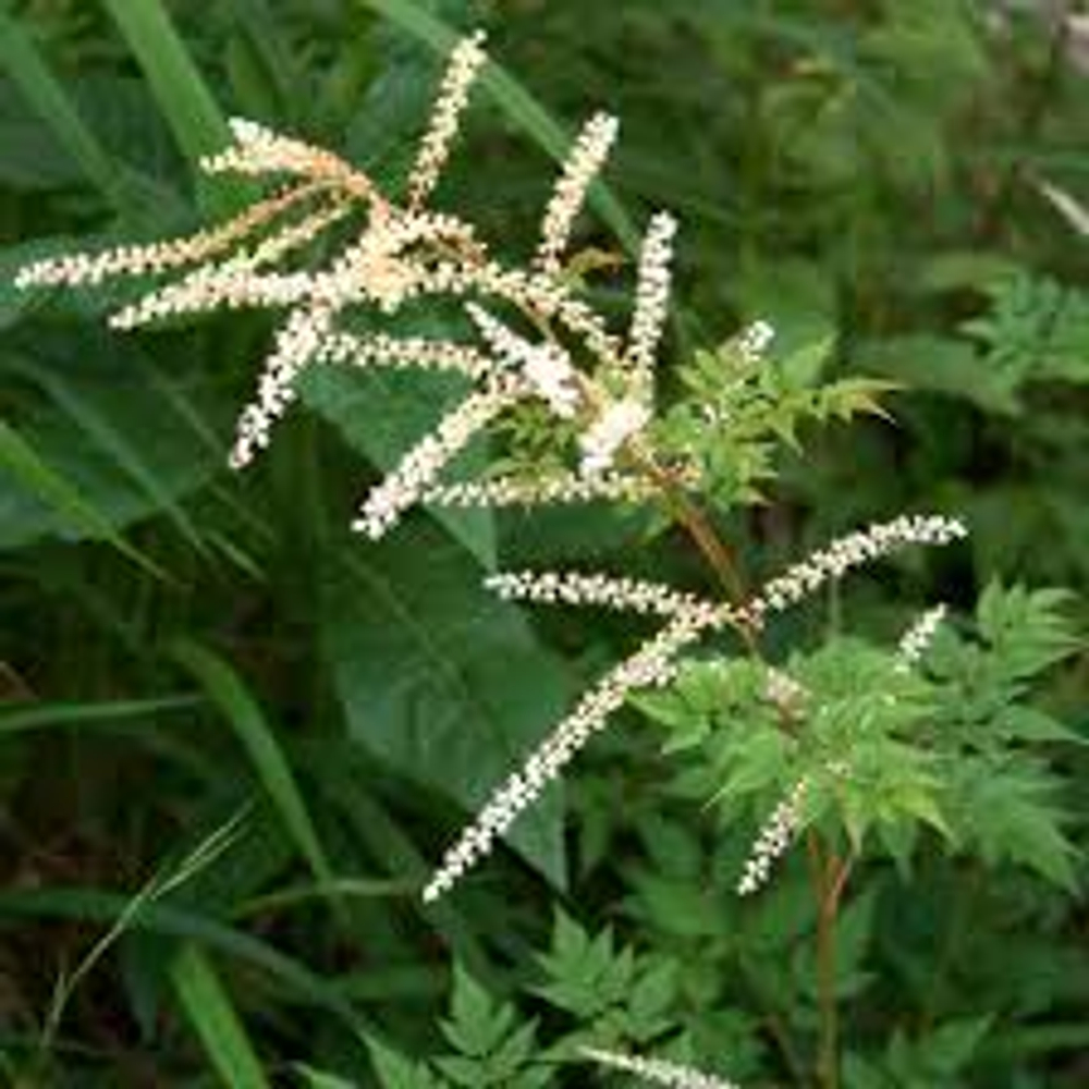 Волжанка двудомная "Horatio". Aruncus dioicus "Horatio".