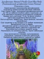 Дельфиниум Синяя Птица Blue Bird