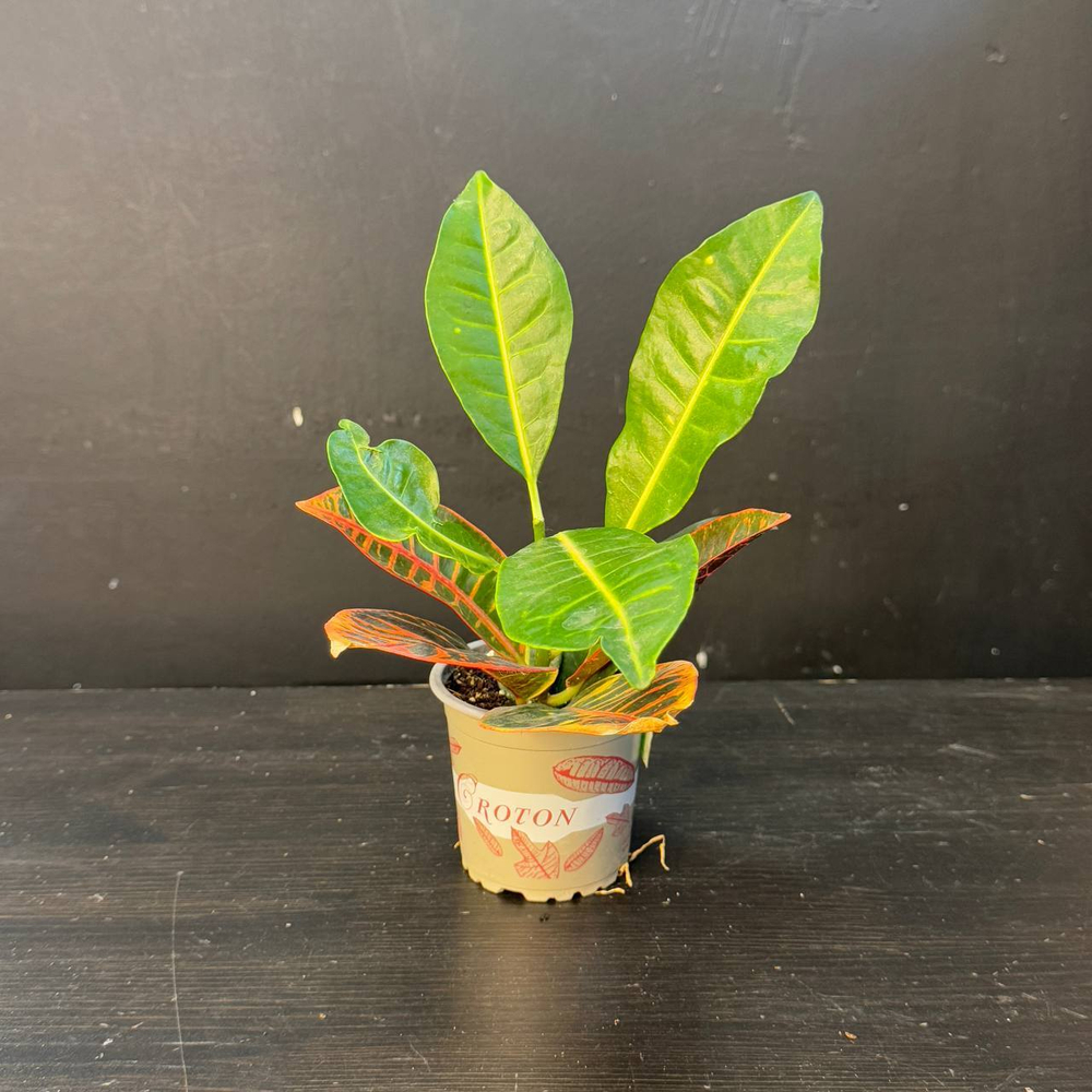 Кротон (Codiaeum variegatum)