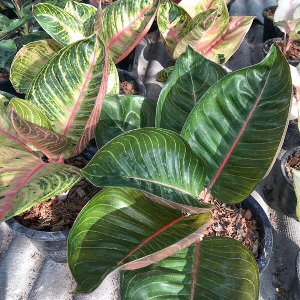 Аглаонема MOONLIGHT BLACK