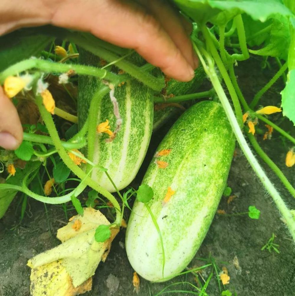 Огурцы Канадский Деликатес - Canadian Delicious Cucumber