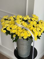 Хризантема в светло-желтом оттенке