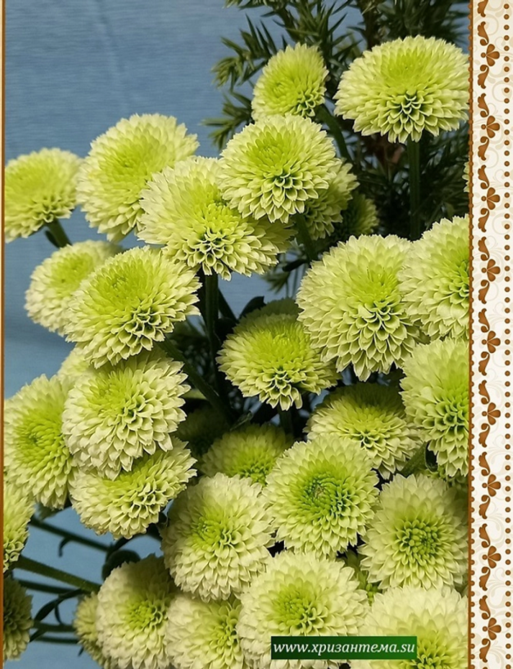 мелкоцветковые зеленые хризантемы сорта