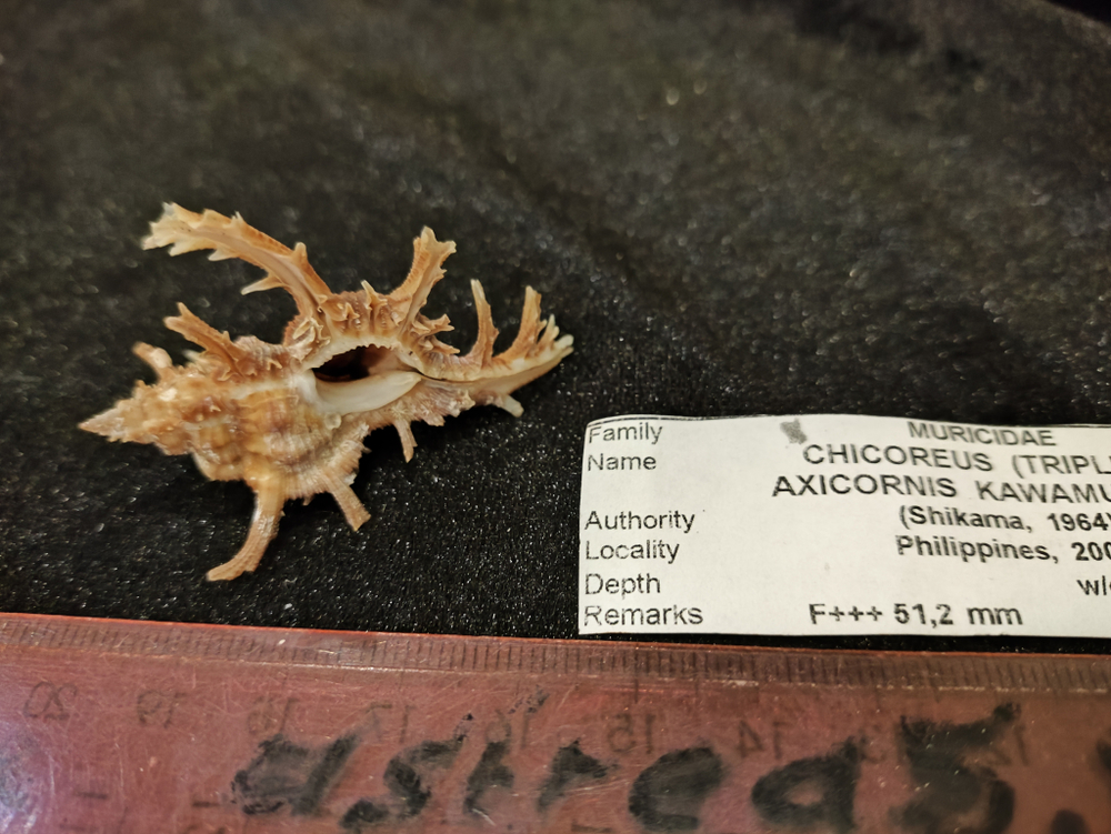 Цикореус Аксикорнис