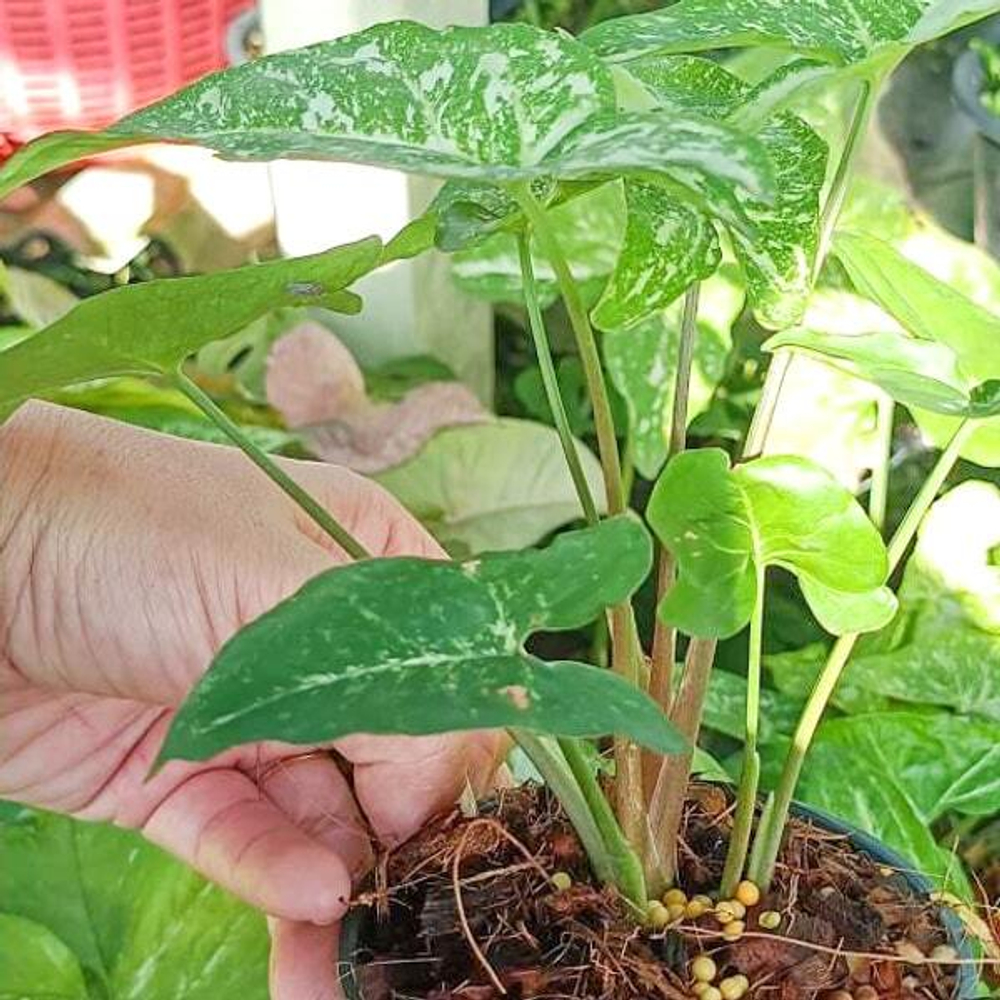 Сингониум PANDA