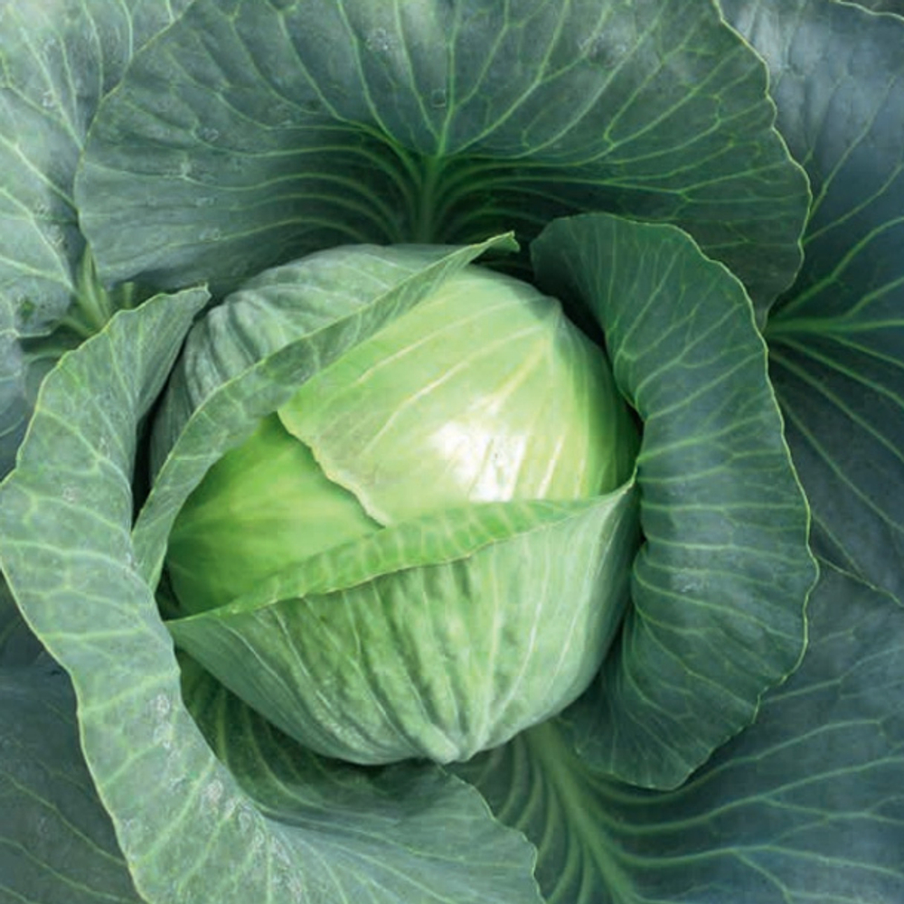 Гальватрон F1 семена капусты белокочанной (Seminis / Семинис)