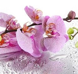 Стеновая панель 2800*610*6 (SP-090 глянец)