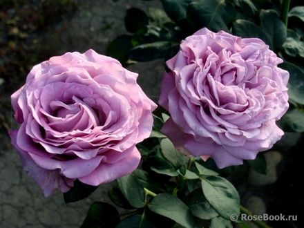 Лугдунум (Lugdunum)